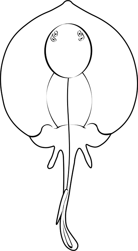 Round stingray (Urolophus halleri)