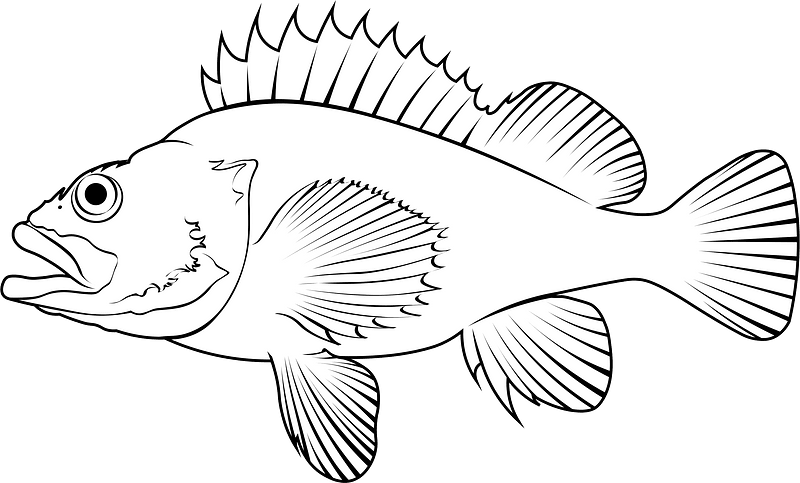 Rose fish (Sebastes norvegicus)