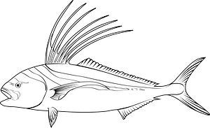 Roosterfish (Nematistius pectoralis)