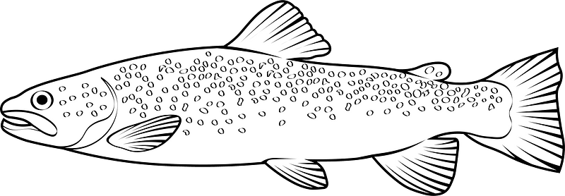 River trout (Salmo trutta fario)