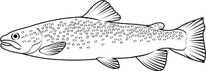 River trout (Salmo trutta fario)