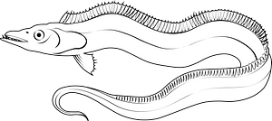 Ribbon eel (Rhinomuraena quaesita)