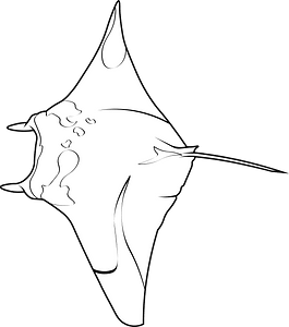 Reef manta ray (Mobula alfredi)