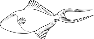 Redtoothed triggerfish (Odonus niger)