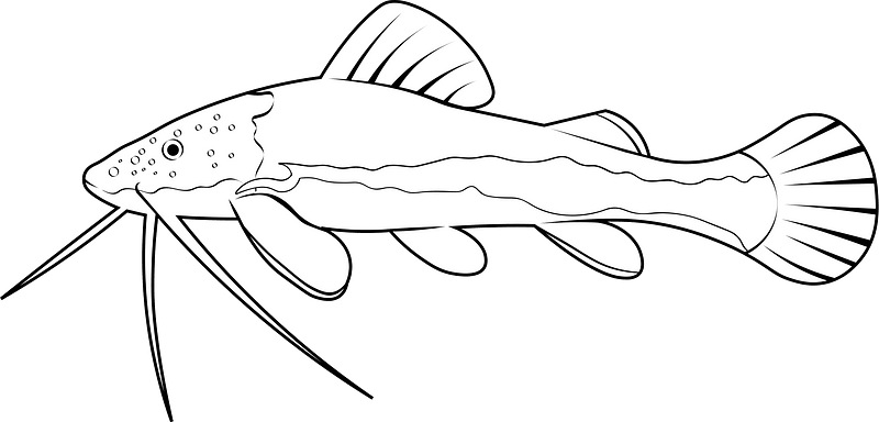 Redtail catfish (Phractocephalus hemioliopterus)