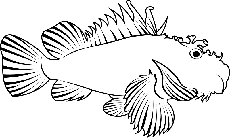 Red scorpionfish (Scorpaena scrofa)