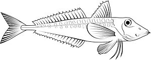 Red gurnard (Chelidonichthys cuculus)