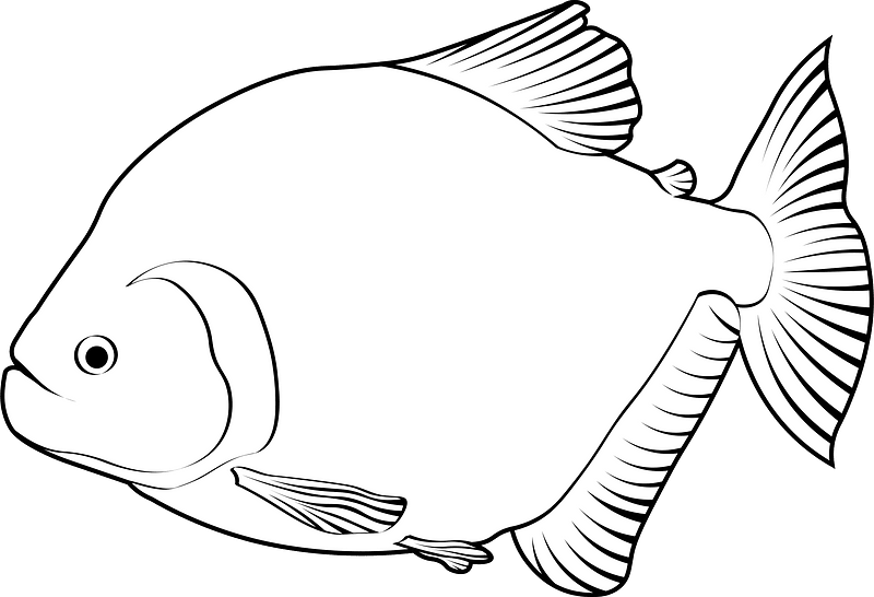 Redeye piranha (Serrasalmus rhombeus)