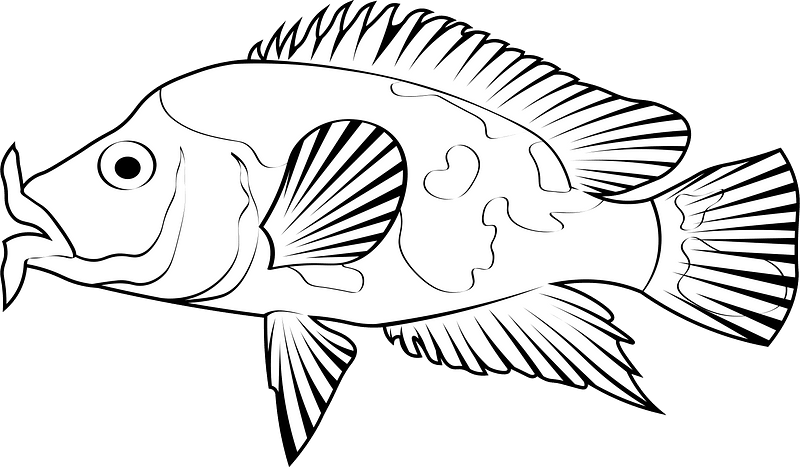 Red devil cichlid (Amphilophus labiatus)