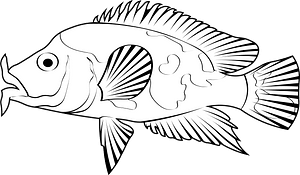 Red devil cichlid (Amphilophus labiatus)