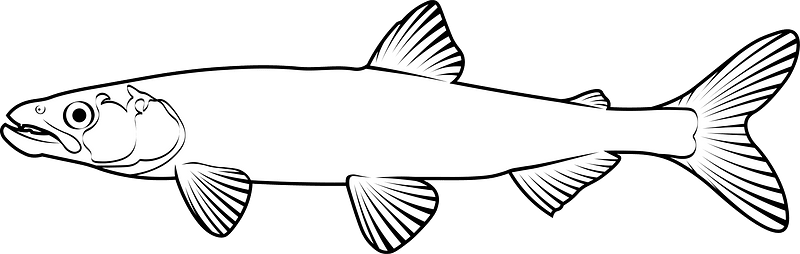 Rainbow smelt (Osmerus mordax)