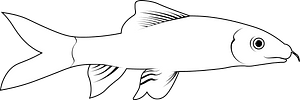 Rainbow shark (Epalzeorhynchos frenatum)