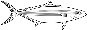 Rainbow runner (Elagatis bipinnulata)