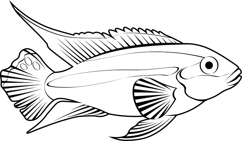 Rainbow krib (Pelvicachromis pulcher)