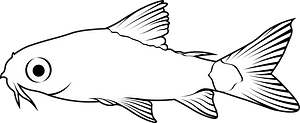 Pygmy corydoras (Corydoras pygmaeus)