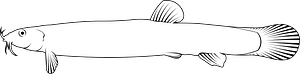 Pond loach (Misgurnus anguillicaudatus)