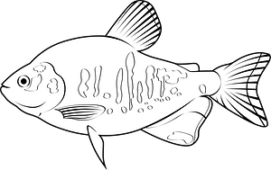 Pirapitinga (Piaractus brachypomus)