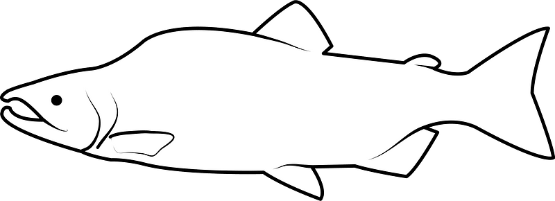 Pink salmon (Oncorhynchus gorbuscha)