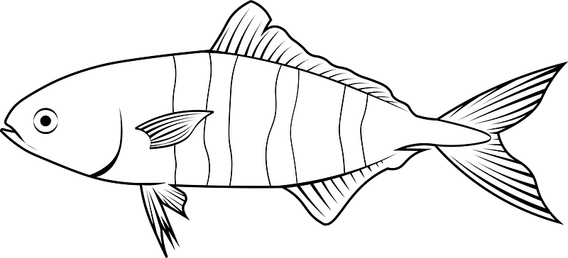 Pilot fish (Naucrates ductor)