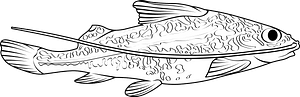 Pictus catfish (Pimelodus pictus)