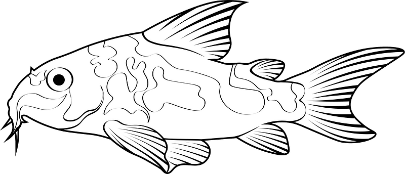 Peppered catfish (Corydoras paleatus)