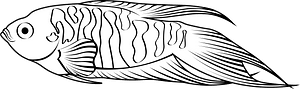 Paradise fish (Macropodus opercularis)