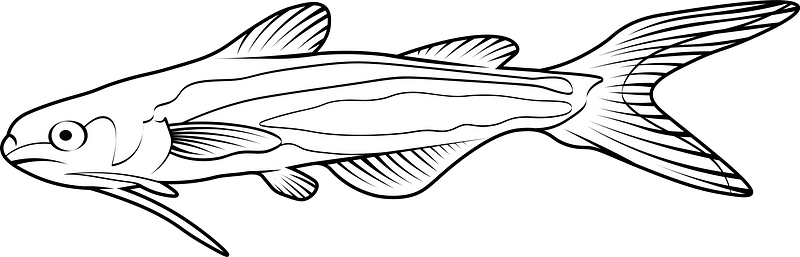 Pangas catfish (Pangasius pangasius)