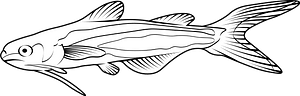 Pangas catfish (Pangasius pangasius)