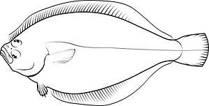 Pacific sanddab (Citharichthys sordidus)