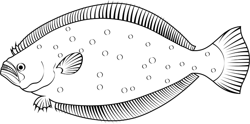 Olive flounder (Paralichthys olivaceus)