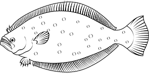 Olive flounder (Paralichthys olivaceus)