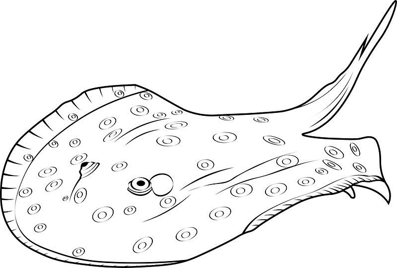 Ocellate river stingray (Potamotrygon motoro)