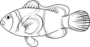 Ocellaris clownfish (Amphiprion ocellaris)