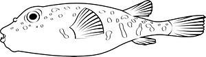 Northern puffer (Sphoeroides maculatus)