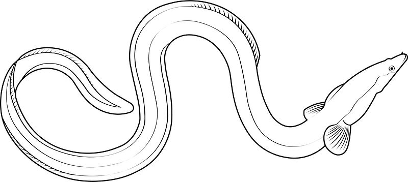 New Zealand longfin eel (Anguilla dieffenbachii)