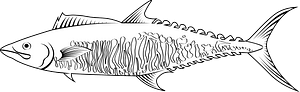 Narrow-barred Spanish mackerel (Scomberomorus commerson)