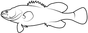 Murray cod (Maccullochella peelii)