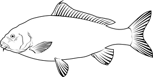 Mrigal carp (Cirrhinus cirrhosus)
