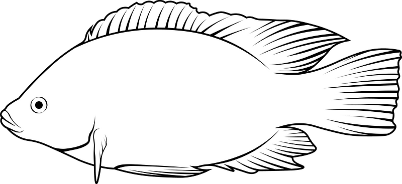 Mozambique tilapia (Oreochromis mossambicus)