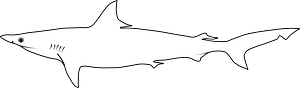 Milk shark (Rhizoprionodon acutus)