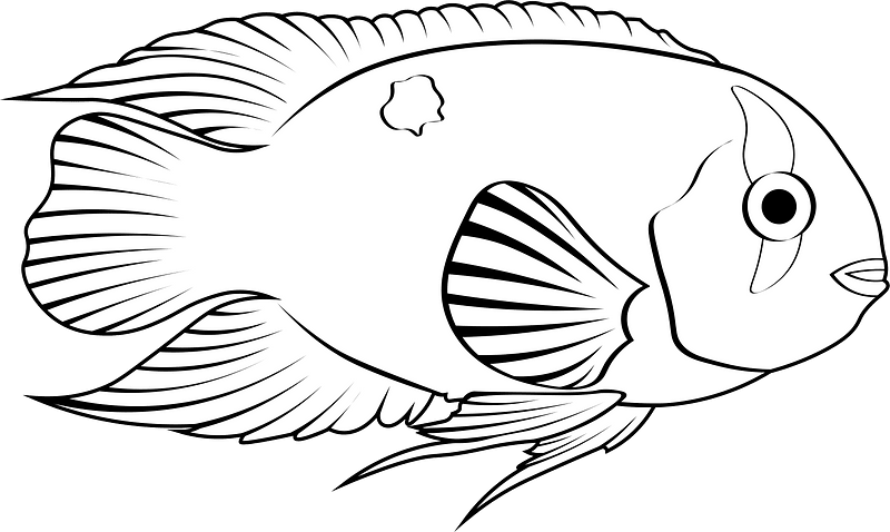 Midas cichlid (Amphilophus citrinellus)