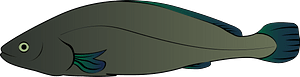 Meagre fish (Argyrosomus Regius)