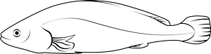 Meagre fish (Argyrosomus Regius)