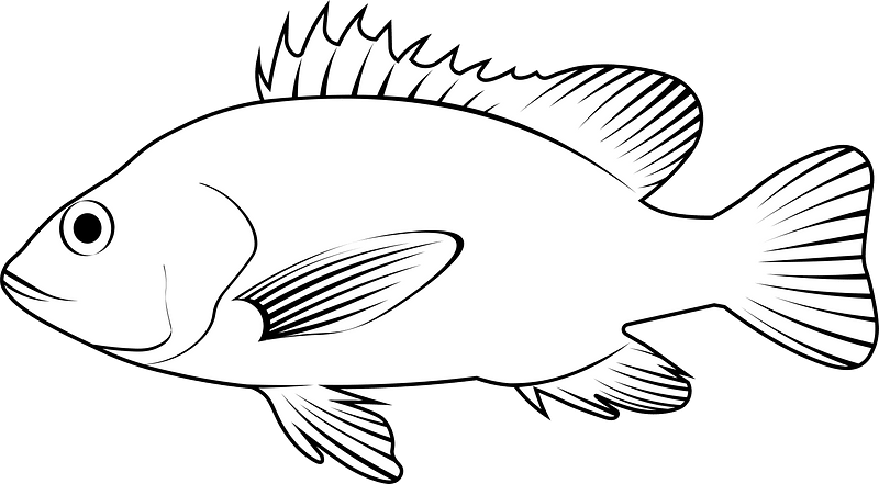 Mangrove red snapper (Lutjanus argentimaculatus)