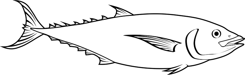 Mackerel tuna (Euthynnus affinis)