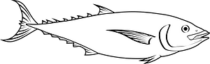 Mackerel tuna (Euthynnus affinis)