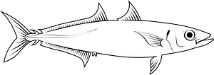 Mackerel scad (Decapterus macarellus)