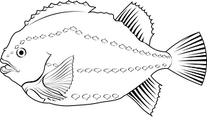 Lumpsucker (Cyclopterus lumpus)