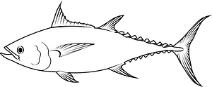 Longtail tuna (Thunnus tonggol)