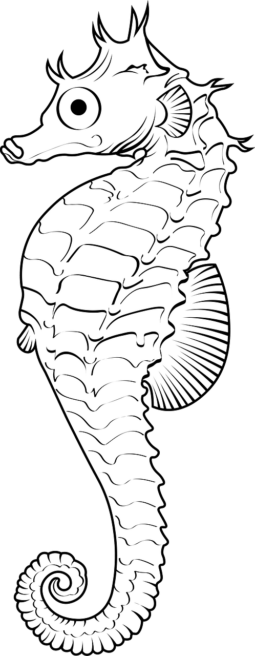 Lined seahorse (Hippocampus erectus)
